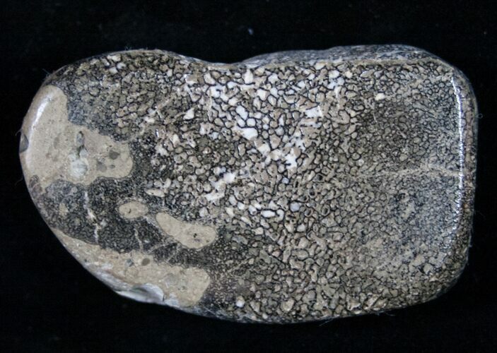 Polished Iguanodon Bone - Isle Of Wight #9269